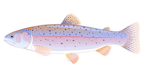 Rainbow Trout Stock Illustrations Rainbow Trout Stock