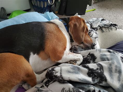 Why Do Beagles Hide Things