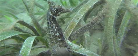 WATCH: First-Ever Footage of a Seahorse Giving Birth in The Wild ...