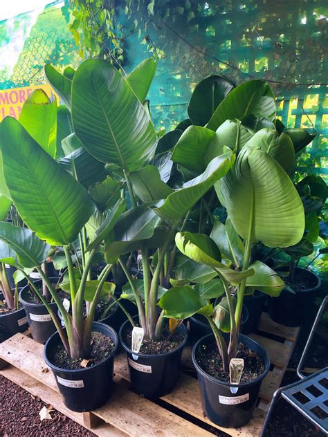 Strelitzia 'Giant Birds of Paradise' — Rockbank Nursery