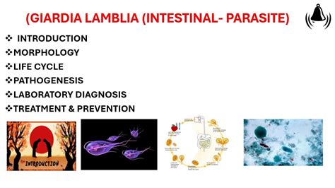 Giardia Lamblia Morphology Life Cycle Lab Diagnosis Giardiasis In Hindi Giardia In