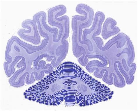 Comprehensive Map Of Primate Brain Development Published Neuroscience