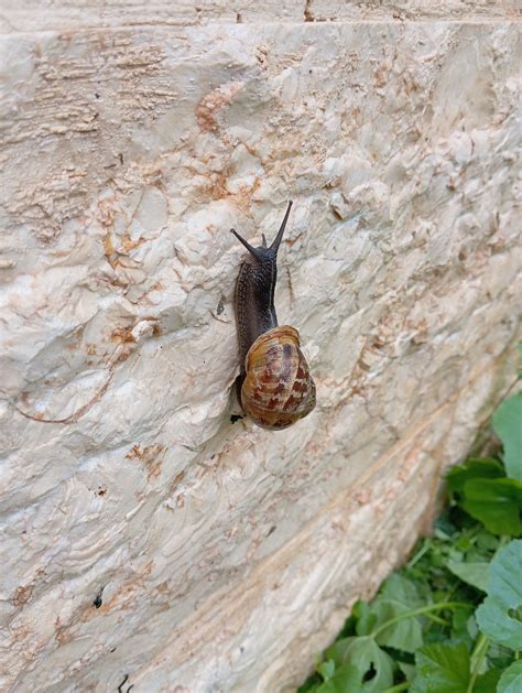 Snail Shell Nature Free Photo On Pixabay Pixabay