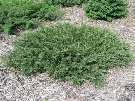 Juniperus Communis Repanda Juniper Garden Center Marketing