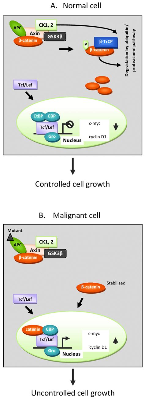 The Wnt Signaling Pathway A Illustrates The Down Regulation Of Download Scientific Diagram