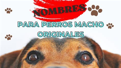 Los Nombres Para Perros Macho PequeÑos Más Originales Youtube