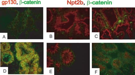 Immunofluorescence Of Gp130 A And D Red Npt2b B C E And F Red