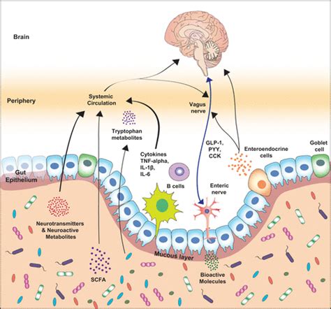 Frontiers The Gut Brain Axis How Microbiota And Host 44 Off