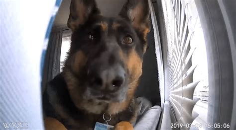 Viral video shows dog gazing into camera after setting off motion detector - WSVN 7News | Miami ...