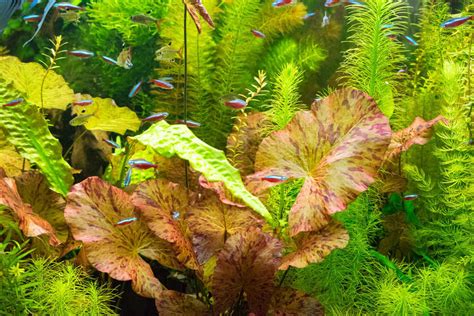 11 Red Aquarium Plants That Can Add Color To Your Tank Aquarium Genius