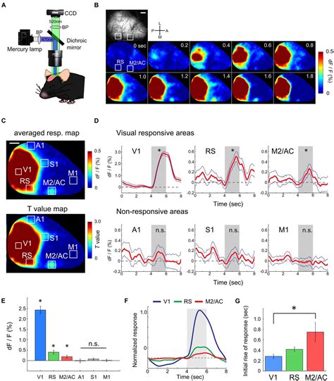 Frontiers Wide Field Ca Imaging Reveals Visually Evoked Activity In