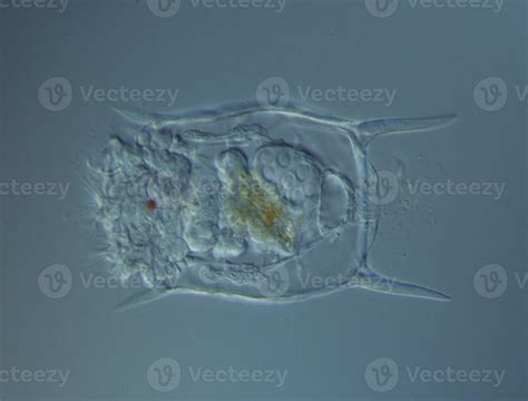 Rotifer Under A Microscope