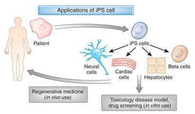 13.- Stem cells- The future. An introduction to iPS cells | Quiz