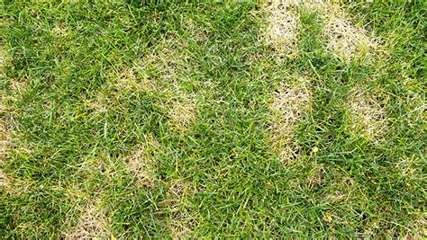 Southern Chinch Bugs How To Get Rid Of Them And Keep Your Lawn Green Stewart Lawn And Garden