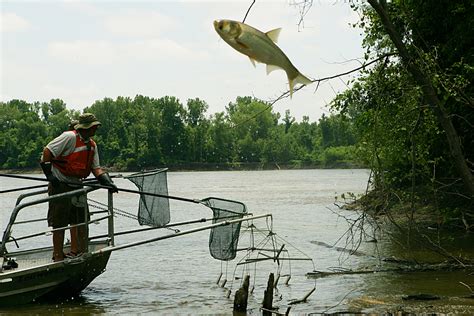 Asian Carp Jumping