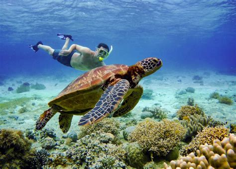 Cebu Tour Di Snorkeling Delle Sardine E Delle Tartarughe Di Moalboal