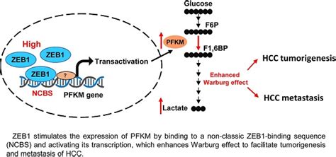 Zeb1 Enhances Warburg Effect To Facilitate Tumorigenesis And Metastasis