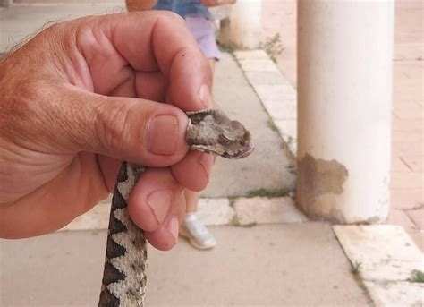 Slobodna Dalmacija Horor U Ka Telima Zmija U La U Trgovinu Lovila