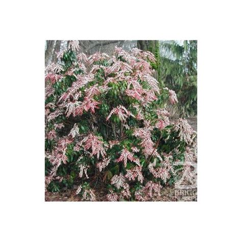 Pieris Dorothy Wyckoff 3 Gal Hands Garden Center