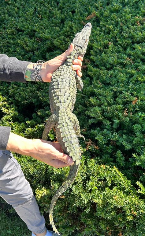 Juvenile Smooth Front Caiman Scales And Tails Of Ohio