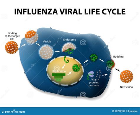 Influenza Virus Replication Cycle Stock Vector Illustration Of Emergence Infect 43756954