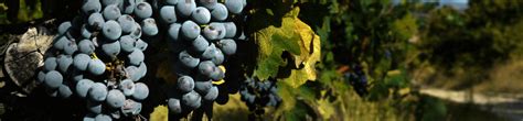 Vineyards To Sample Super Tuscan Wines