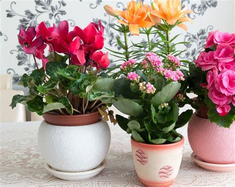 8 Plantes Pour Fleurir Lintérieur En Hiver