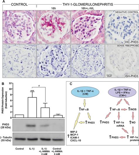 Glomerular Immunostaining And In Situ Hybridization For Phd In The