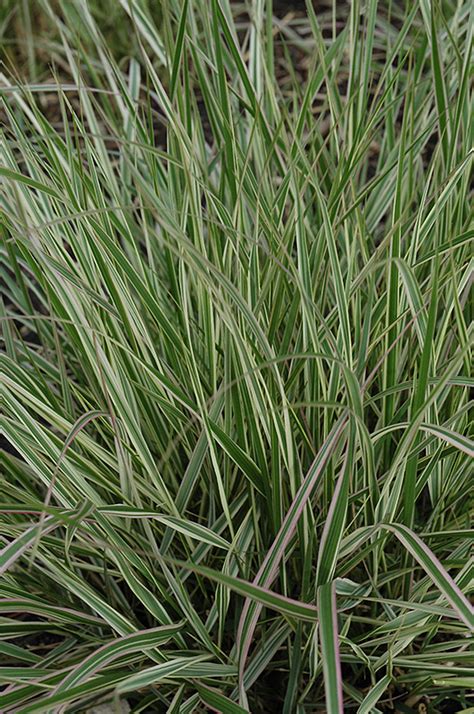 Overdam Feather Reed Grass Calamagrostis X Acutiflora Overdam At Gertens Feather Reed