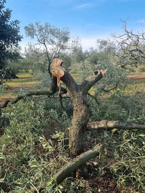 Furti E Sabotaggi Alle Colture Nel Barese La Denuncia Della Cia Puglia