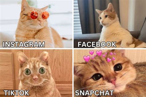 From Whiskers to Wonders: How Cat Memes Are Taking Over the Internet? - Super Kitty Cats