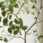 Faux Potted Snowball Tree West Elm