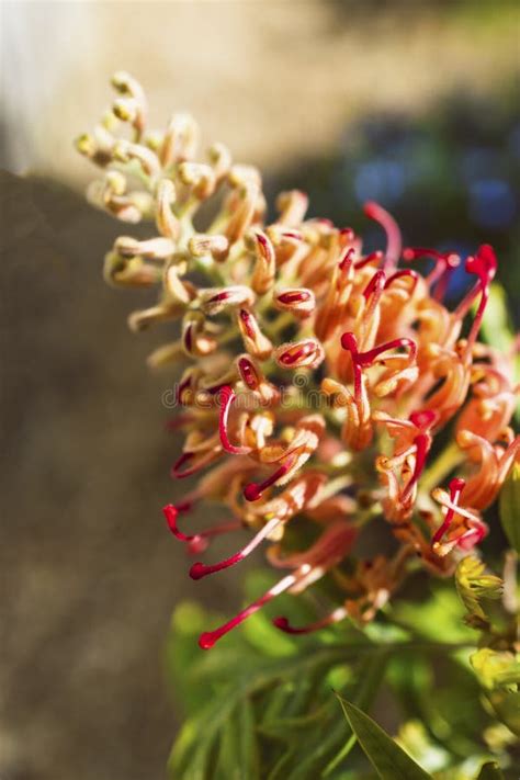 Planta Nativa Austral De Grevillea Roja Con Flor Al Aire Libre En Un