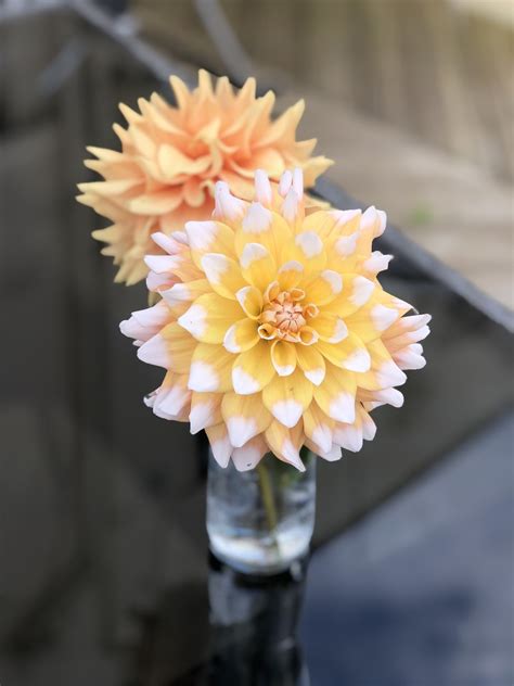 Dahlias Flowers Yellow Free Photo On Pixabay Pixabay