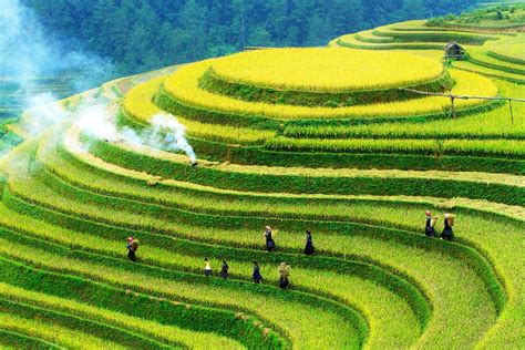 A Guide To Visit Top Rice Terraces Vietnam Travel Tips