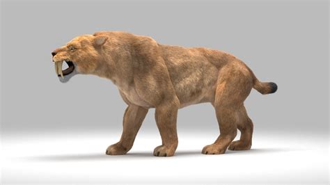 Saber Toothed Smilodon 3d Model Turbosquid 1292400