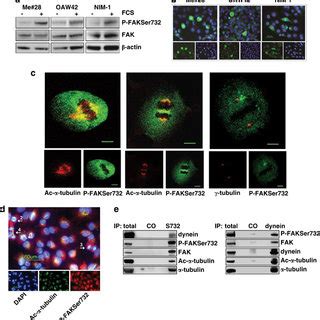 P Fakser Accumulates In Mitotic Cells And Co Localizes With Mts Of