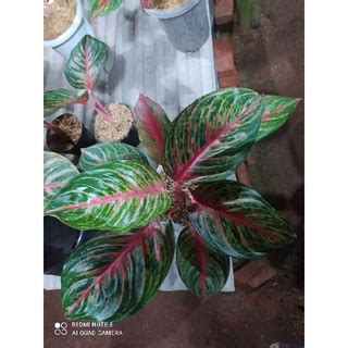 Jual Aglaonema Red Borju Shopee Indonesia