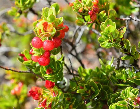 9 Native Plants In Hawaii - A-Z Animals