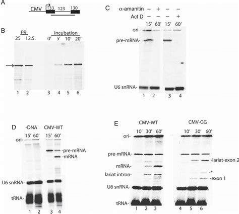 Rnap Ii Transcription And Pre Mrna Splicing In Vitro A Structure Of