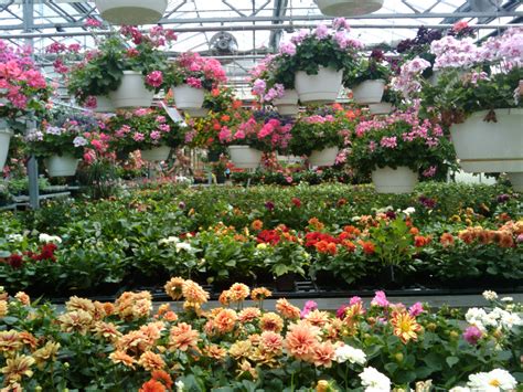 Spring Flowers Greenhouse 7 Free Stock Photo - Public Domain Pictures