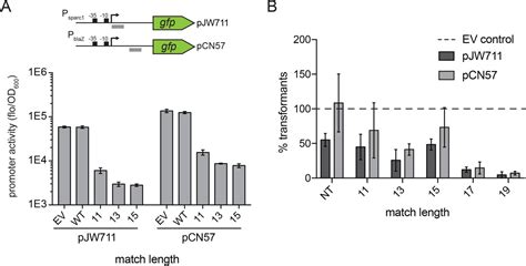 A Natural Single Guide Rna Repurposes Cas9 To Autoregulate Crispr Cas