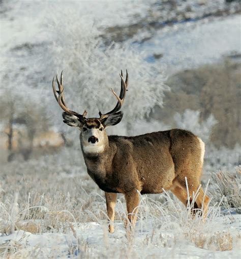 Tips And Tactics How To Hunt Mule Deer Outdoor Life