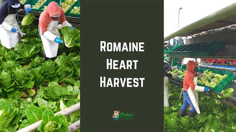 Romaine Heart Harvest - YouTube