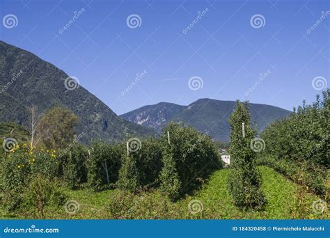 Splendid Vineyards Of The Abbey Of Novacella With Ancient Alpine