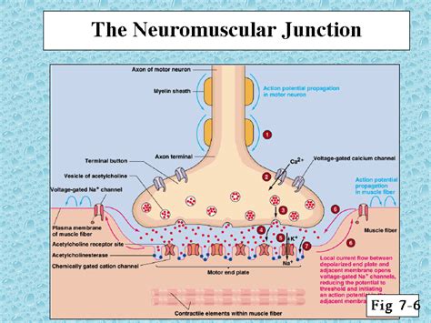 Neuromuscular Junction Diagram