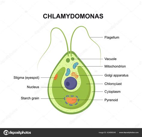 Vector Cross Section Chlamydomonas Structure Algae Cell Stock Vector by ...