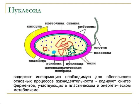 Генетика бактерий. Экспрессия генетической информации у бактерий ...