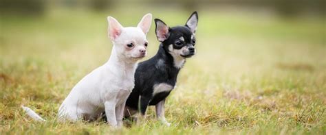 Meet the Adorable Black Long-Haired Apple Head Chihuahua - Click for ...