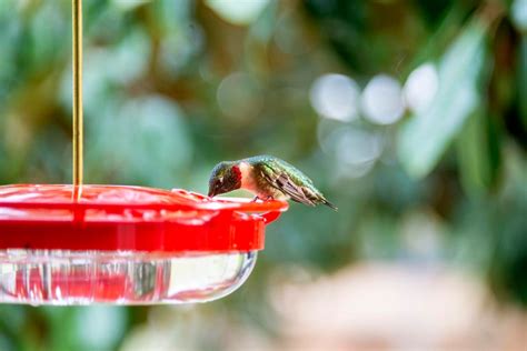 The Best Hummingbird Feeders According To Our Testing